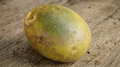 Dá se jíst brambora se zelenými skvrnami? Ujasněme si to jednou provždy