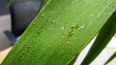 Štítenky na pokojových rostlinách: jak je poznat a zbavit se jich krok za krokem