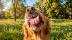 Proč vás pes olizuje po obličeji a co vám tím opravdu říká