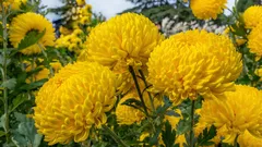 Velké zahradní květiny, které ohromí: 10 rostlin