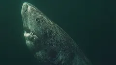 Žralok starší než Spojené státy: Jak je to možné?