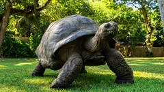 Želva starší než Napoleon: rekord potvrzený dokumenty