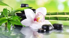 Orchideje ve feng shui: význam, barvy a nejlepší místo v domě